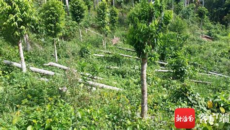 琼海一农户承包地上64棵果树被砍，咋回事？来看_腾讯新闻