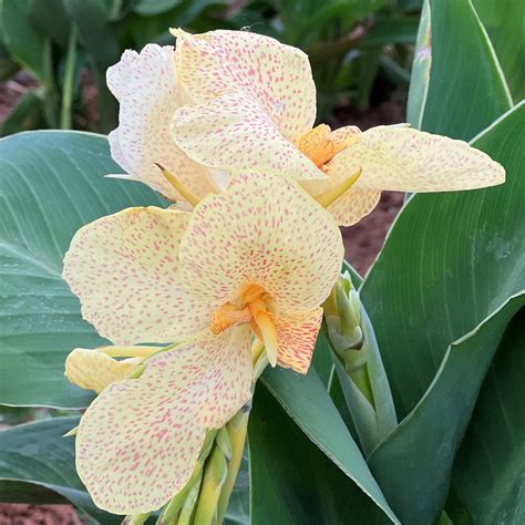 Confetti Canna Flower Bulbs – Horn Canna Farm