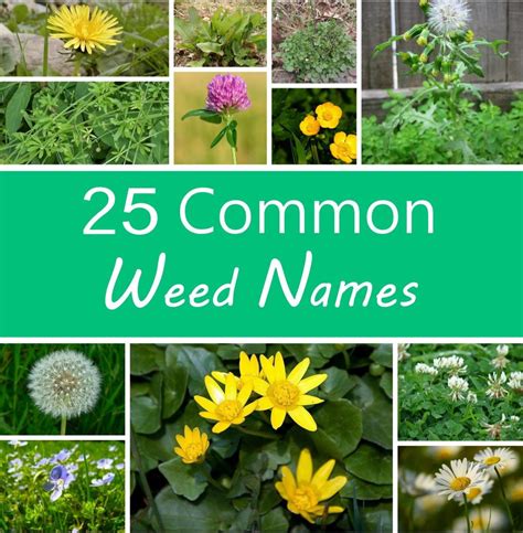 A Guide to Names of Weeds (With Pictures) - HubPages