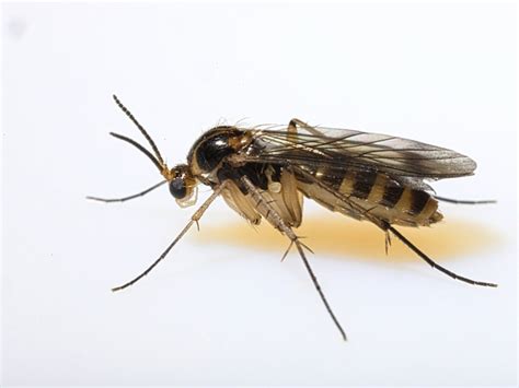 Identifying Fungus Gnats: How To Get Rid Of Soil Gnats | Gardening Know How