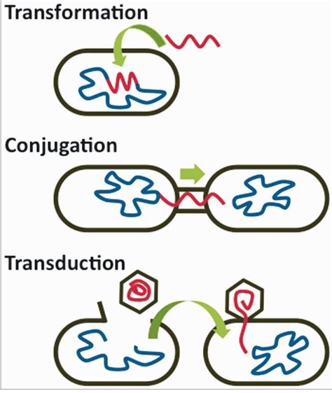 Vertical Vs Lateral (Horizontal) Gene Transfer at Kenton Williams blog