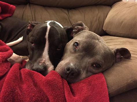 Image result for Terrifying Pit Bull