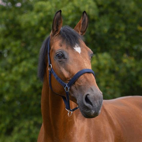 Image result for Licol Cheval