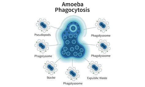 Amoeba Phagocytosis Cellular Ingestion and Digestion | Premium Vektor