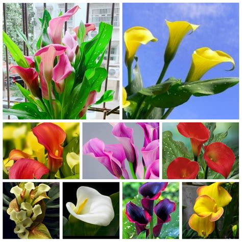 Brilliant Perennial Calla Lily for Planter Exquisite Ornamental Fast ...