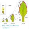 how leaves develop into new plants - Brainly.in