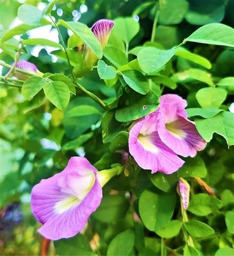 AP GARDEN Pink Nilkantha Pink Nilkantha Aparajita Flower Butterfly Pea ...