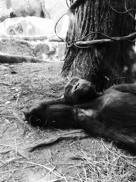 Download Black Gorilla Iphone Wallpaper | Wallpapers.com