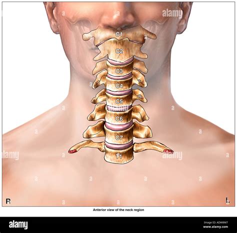 Cervical vertebrae 7 hi-res stock photography and images - Alamy