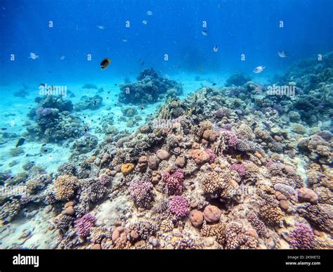 Underwater panoramic view of coral reef with tropical fish, seaweeds ...