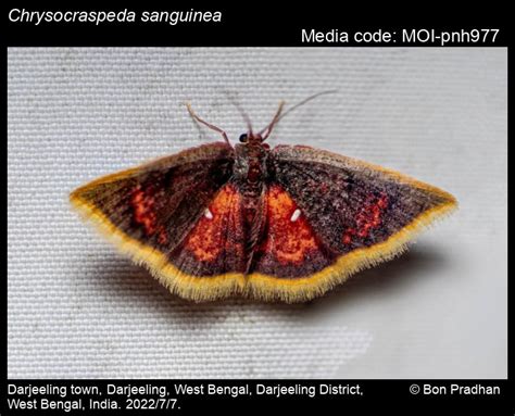 Chrysocraspeda sanguinea Warren, 1896 - | Moths