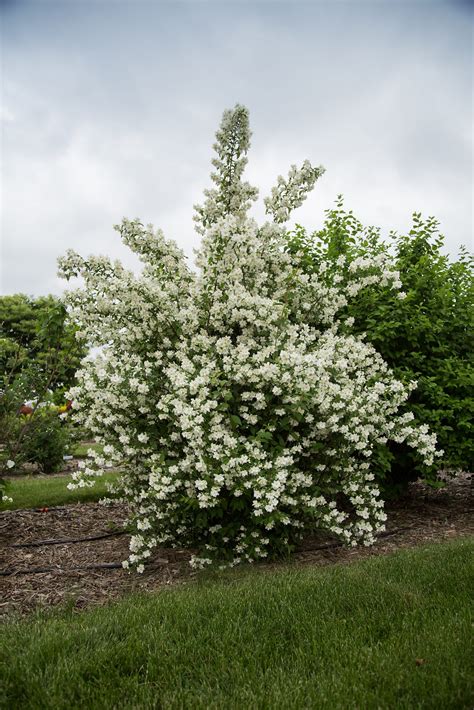 Mock Orange Tree Height at William Rohde blog