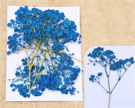 Royal Blue Baby Breath Pressed Flower – Bina's Art - Resin Store