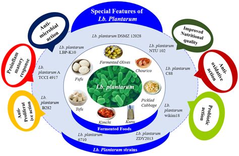 The Impacts of Lactiplantibacillus plantarum on the Functional ...