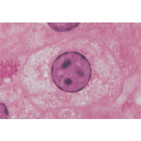 Cell Microscope 的图像结果