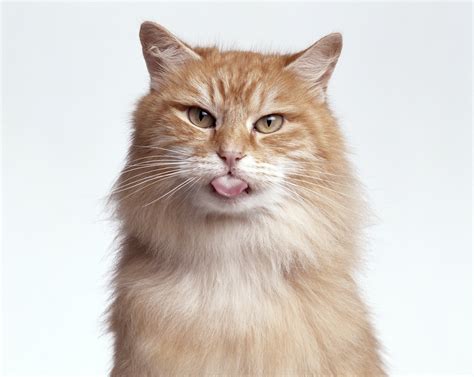 Do Dogs Know Cats Are Not Dogs