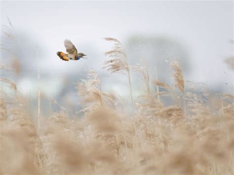 Something Blue | Nature inFocus
