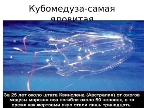 Презентация: Медузы-удивительные морские жители.