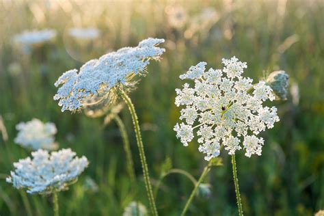 Queen Anne's Lace Herb: Information About Daucus Carota Queen Anne's ...