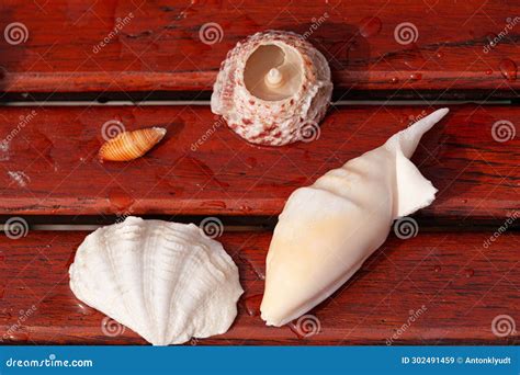 Image result for Shell Shapes