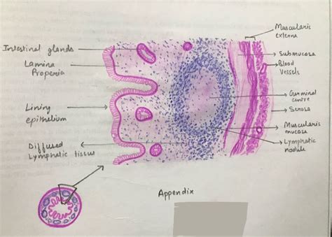 Image result for Appendix Labeled