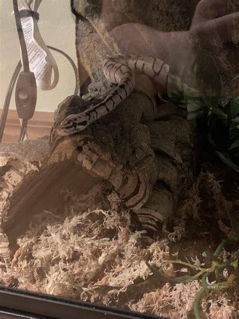 Image result for Ball Python Snake Rack Build