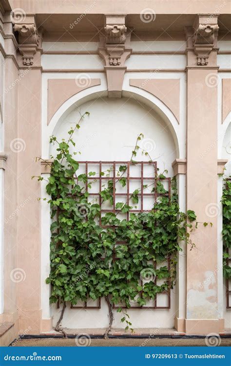 Climbing vine on a wall stock image. Image of plant, building - 97209613