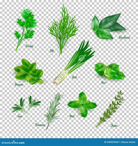 Green Herbs Set on Transparent Background. Thyme, Rosemary, Mint ...