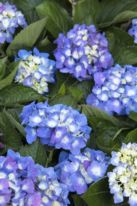 Seaside Serenade® Cape Cod Hydrangea, Monrovia Plant