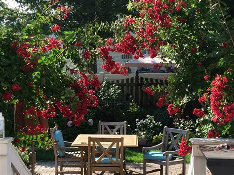 How to Grow Crape Myrtles | Planting, Pruning & Care Tips