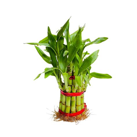 2 Layer Lucky Bamboo - Live Plant (Home & Garden) – Hug A Plant