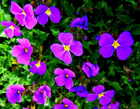 Free Images : lawn, flower, purple, petal, spring, garden, flora ...