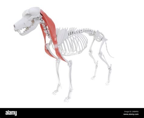 3d rendered illustration of the dog muscle anatomy - brachiocephalicus ...