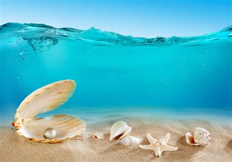 Image result for Ocean Sea Shells