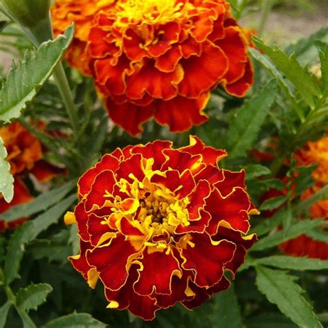 Marigold French Red Brocade - Flower Seeds – Urja Seeds
