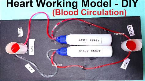 Working Model of Heart 的图像结果