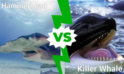 Killer Whales Attacking Sharks