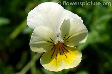 Pansy varieties