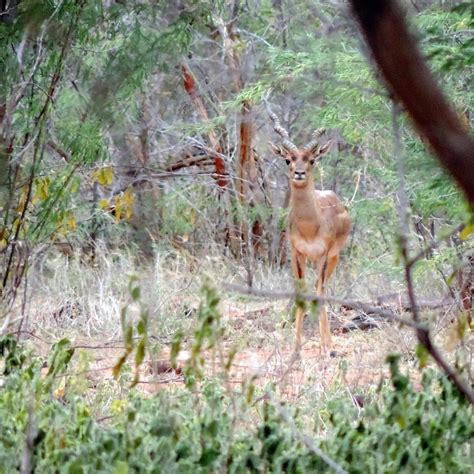 SATHYAMANGALAM TIGER RESERVE (2025) All You Need to Know BEFORE You Go ...