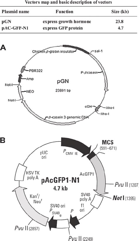 Pcambgfp Vector Map 的图像结果