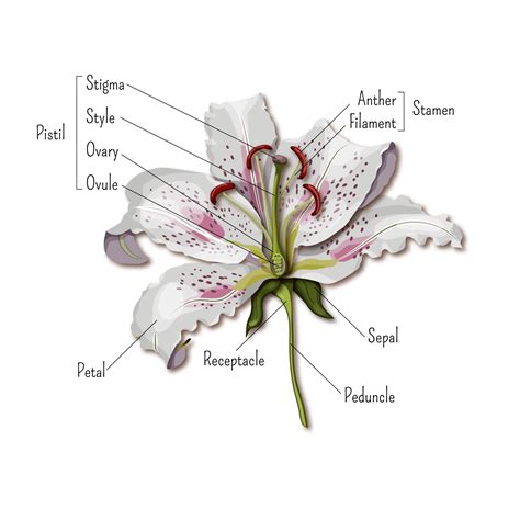 Step into the Beautiful World of Flower Anatomy - Earth.com