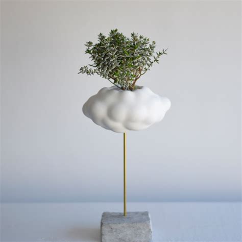 雲の器（パンクチュラータ） | echidna