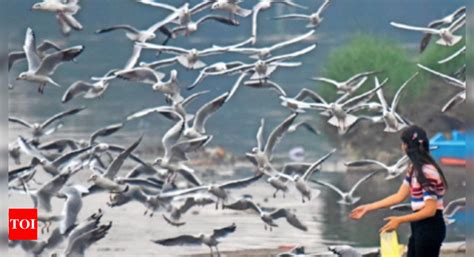 Haryana's Sultanpur bird park opens to visitors today | Gurgaon News ...