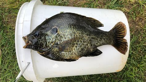 Image result for Shellcracker Fishing 2014