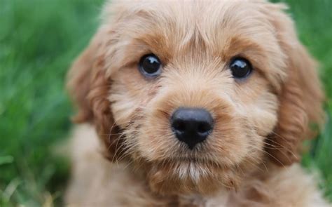 Image result for Cavapoo Adult