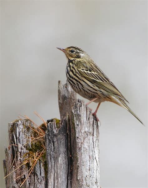 Olive-backed Pipit - Anthus hodgsoni - Passeridae - Birds of India ...