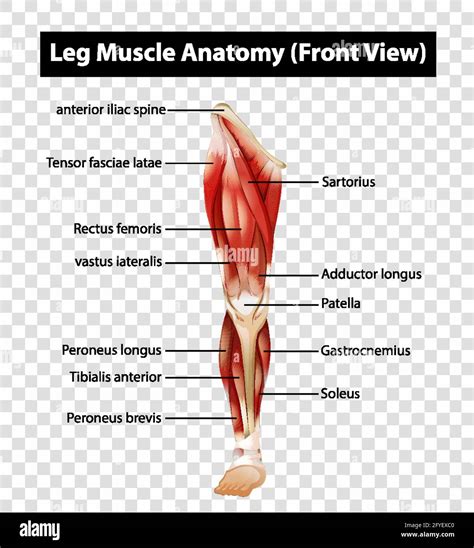 Leg Muscle Diagram Posterior