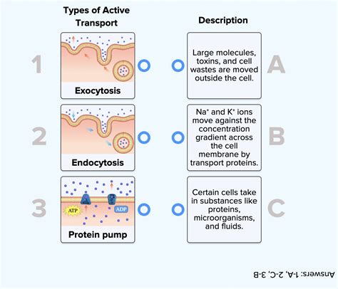 Examples Of Active Transport
