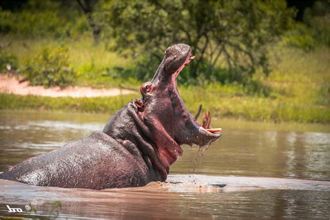 Image result for Hippo vs Python
