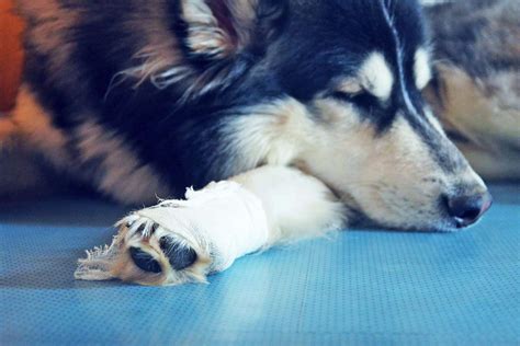 Image result for Basic First Aid for Pets